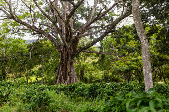 Organic Coffee Farm in Costa Rica with large old Ceiba Tree Branches