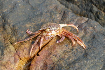 A crab is on the rock, Andaman beach  