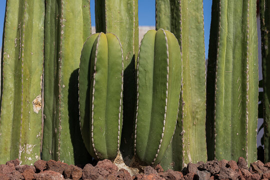 Closeup Of Green Cactus That Form A Horizontal Line