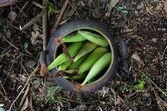 Corn with its green leaves inside a clay pot 