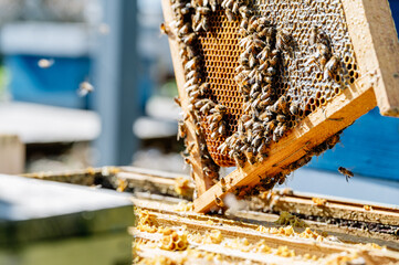 Close up of bee on hive