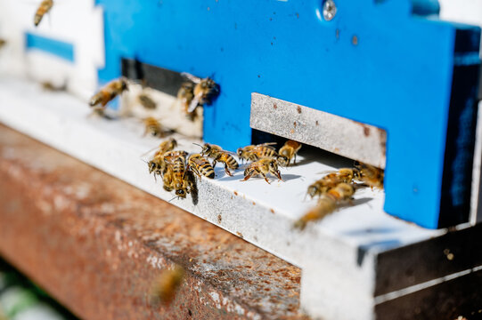 Close up of bee on hive