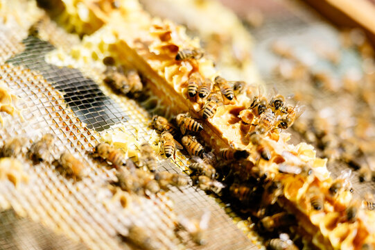 Close up of bee on hive