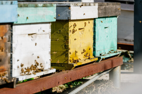 Close up of bee on hive