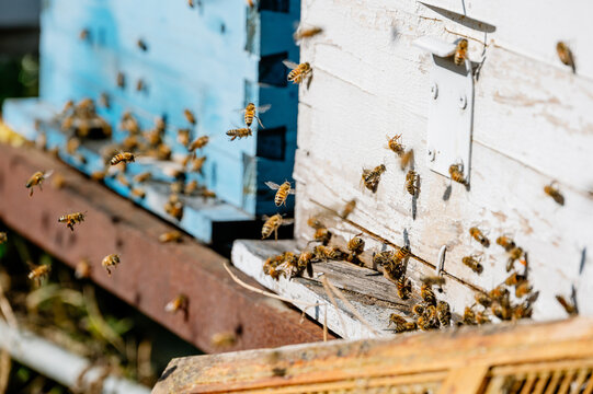 Close up of bee on hive