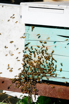 Close up of bee on hive