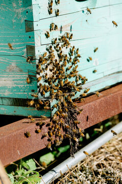 Close up of bee on hive