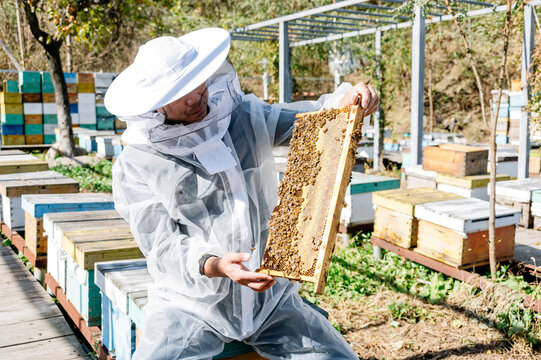 The beekeeper works in the apiary
