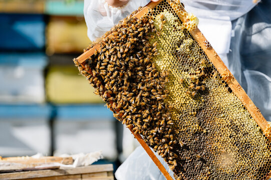 Close up of bee on hive