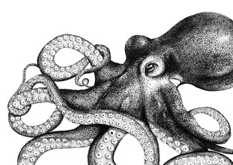 Dotwork Octopus Illustration