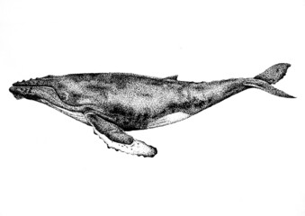 Dotwork Whale Illustration