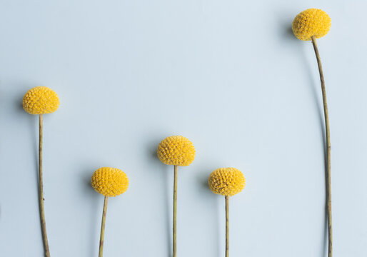 Yellow craspedia flowers