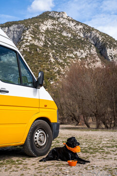 Portrait of cute dog in front of minibus camper van in nature