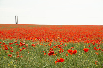 Poppy flower field in the countryside