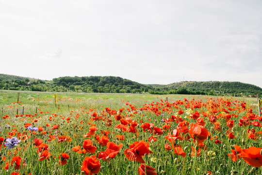 Poppy flower field in the countryside