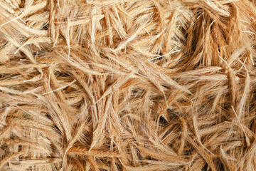 Pile of golden wheat