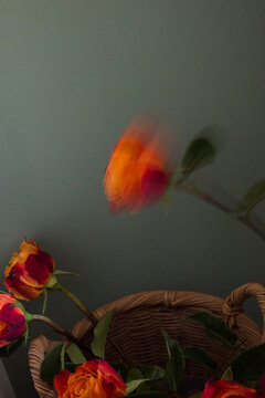 The dynamic trajectory of a rose.