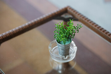 Closeup of green plants in small metal pots on the table.