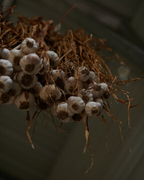 Garlic Bulbs Hanging to Dry