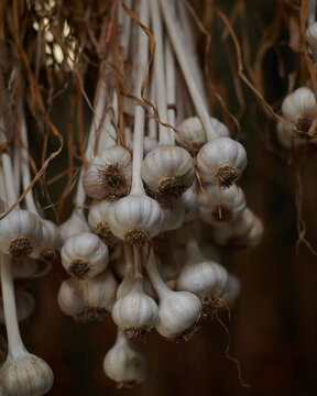 Garlic Bulbs Hanging to Dry