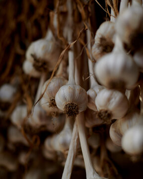 Garlic Bulbs Hanging to Dry