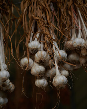 Garlic Bulbs Hanging to Dry