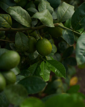 Citrus Tree 