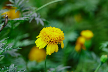 Close-up of marigold flower blooming on green leaf