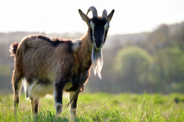 Domestic milk goat with long beard and horns grazing on green farm pasture on summer day. Feeding of cattle on farmland grassland