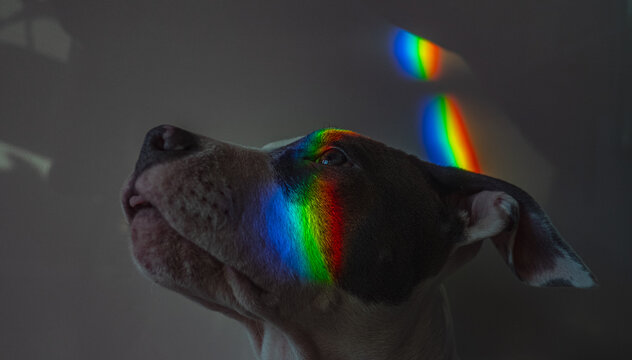 Cute Dog Look Rainbow Glare Joyful 