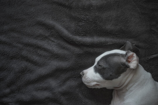 Sleeping Gray Cute Pappy Dog 