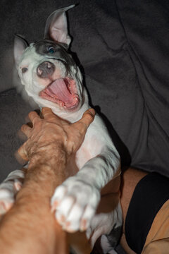 Playing With Puppy Dog Funny Moment 