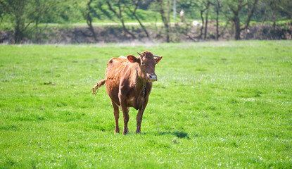 Milk cow grazing on green farm pasture on summer day. Feeding of cattle on farmland grassland