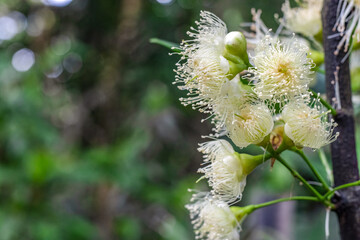 Selective focused white java apple or wax apple flowers on a branch with copy space