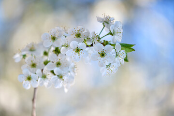 Fototapeta premium Twigs of cherry tree with white blossoming flowers in early spring