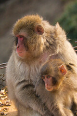 Mom and Baby Macaque