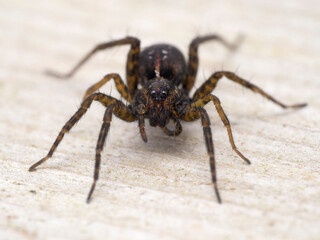 Fototapeta premium P5110136 view of a female wolf spider, Pardosa species, facing the camera, cECP 2022