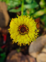 Close up shot of yellow decaying flower 