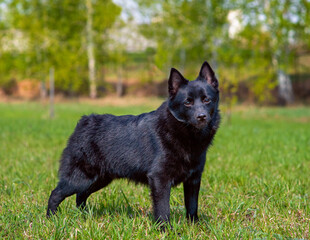 Schipperke dog standing on the grass in summer in the park