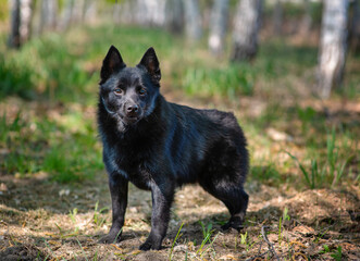 Schipperke dog standing on a path in the forest in summer and looking at the camera