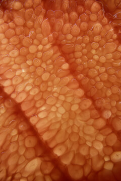 red grapefruit 4 V closeup macrophoto grapefruit cell structure detail