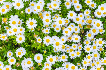 密集して咲くカンシロギクの白い花