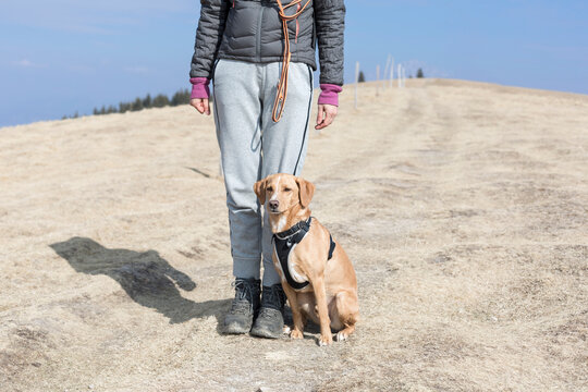 Dog sitting by owner legs 