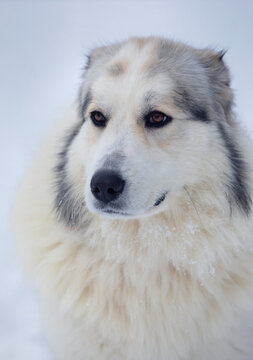 Portrait of a Pyrenean mountain dog