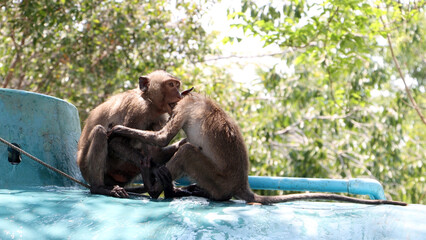 A pair of macaque monkeys playing on an outdoor tanker
