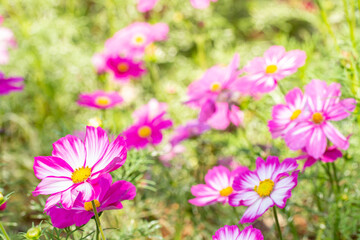Fototapeta premium Abstract background flowers, pink cosmos.