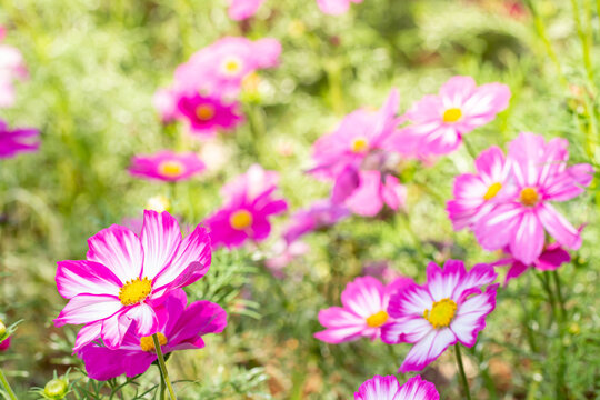Abstract background flowers, pink cosmos.