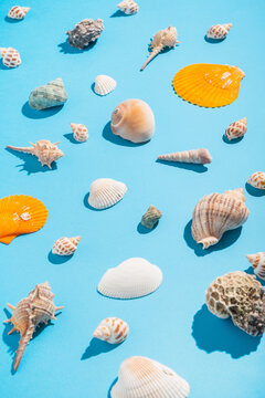 Collection of shells