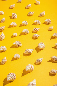 Collection of shells