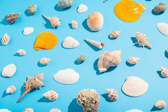 Collection of shells